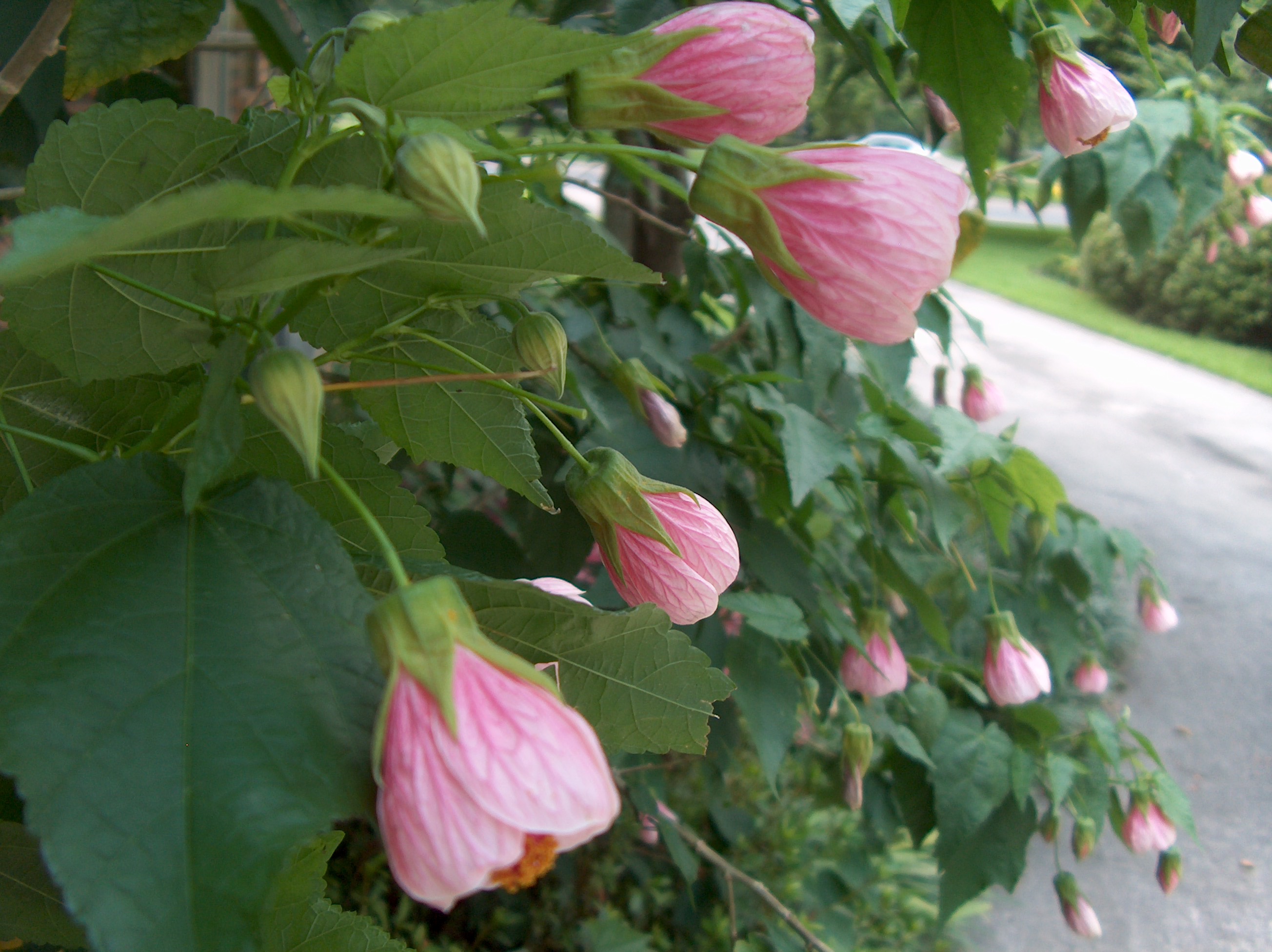 Online Plant Guide Abutilon hybridum / Chinese Lantern